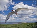 Arctic Tern.Farne Islands.June2008